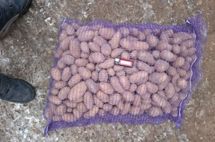 Семенной картопля Рів'єра високої якості на продаж- фото № 3