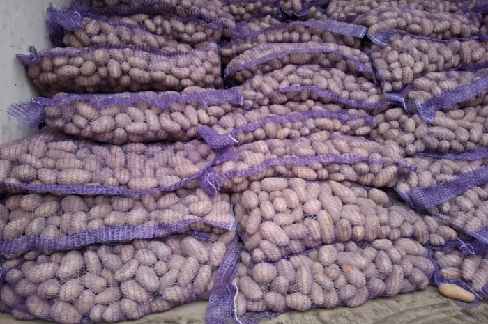 Семенной картопля Рів'єра високої якості на продаж- фото № 4