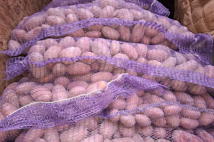 Семенной картопля Рів'єра високої якості на продаж- фото № 6