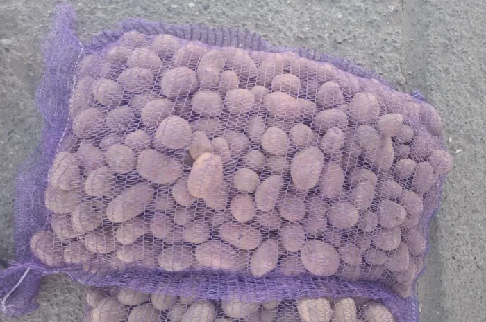 Продается семенной картофель сорта Ривьера высшего качества- фото № 7