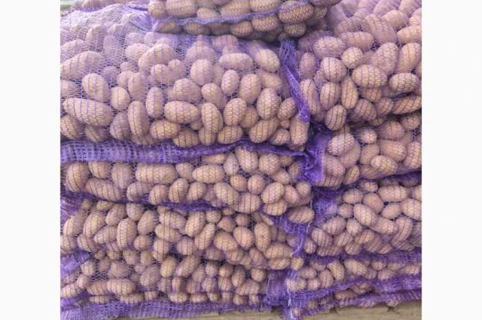 Продается семенной картофель сорта Ривьера высшего качества- фото № 8