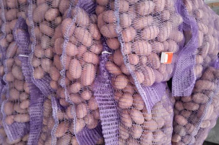 Картопля насіннєва сорт Коломбо і Ред Леді- фото № 12