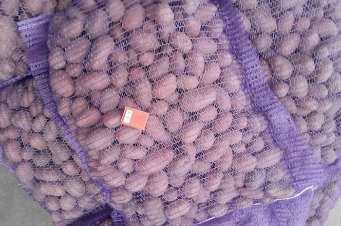 Картопля насіннєва сорт Коломбо і Ред Леді- фото № 13