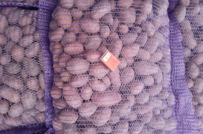 Картопля насіннєва сорт Коломбо і Ред Леді- фото № 16