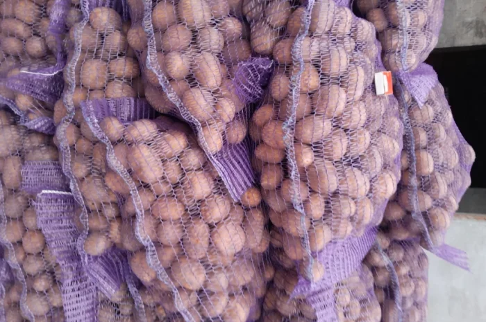 Картопля насіннєва сорт Коломбо і Ред Леді- фото № 5