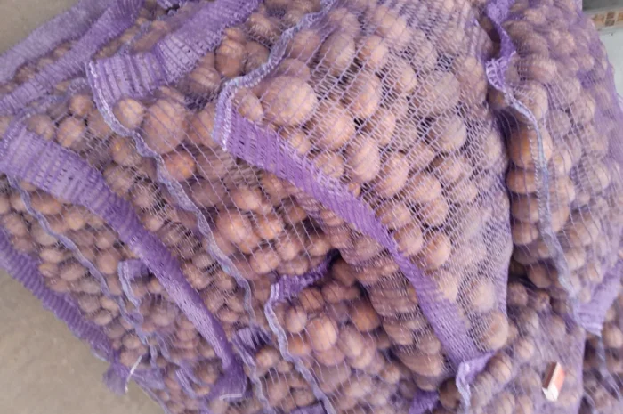 Картопля насіннєва сорт Коломбо і Ред Леді- фото № 6