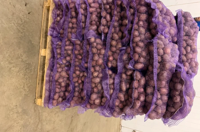 Рожева картопля сорт Алюет високої якості- фото № 4