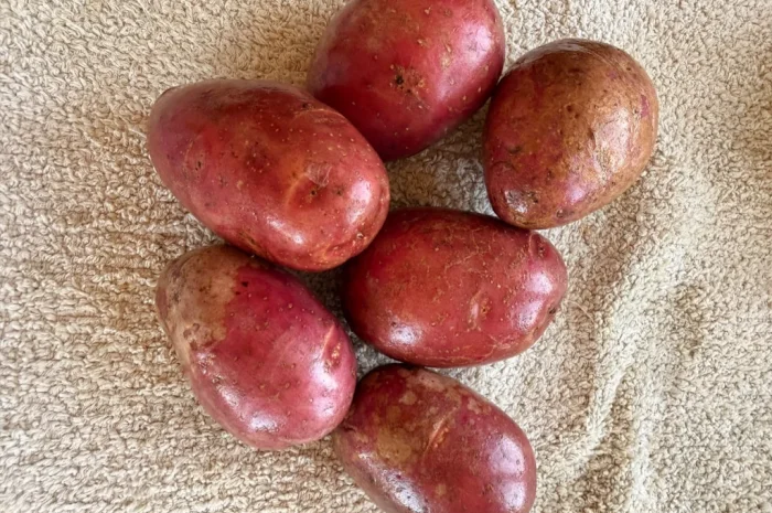 Рожева картопля сорт Алюет високої якості- фото № 1