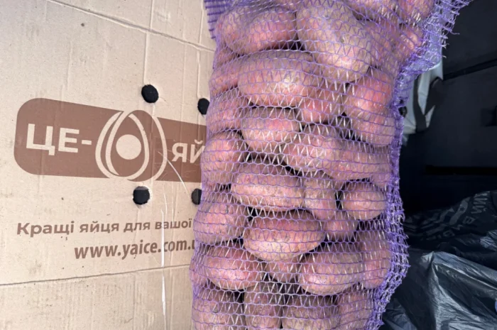 Рожева картопля сорт Алюет високої якості- фото № 2