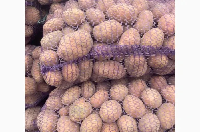 Продам товарную картошку сорт білоросу- фото № 2