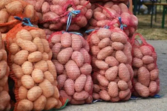 Продам товарный картофель (крупный)- фото № 1