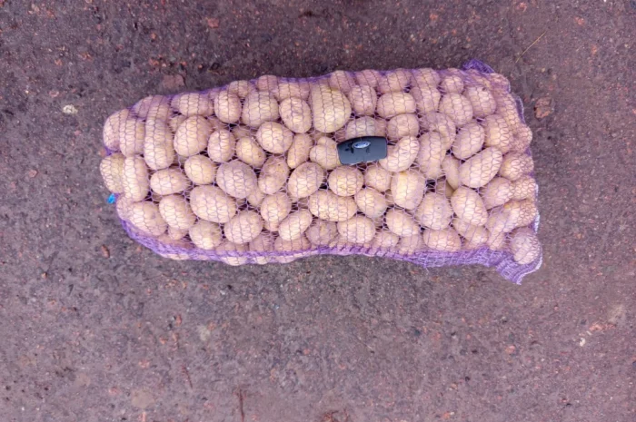 Продажа нассінневої картоплі різних сортів- фото № 1