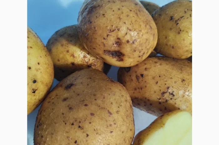 Семінний картопля Винета на продаж- фото № 1