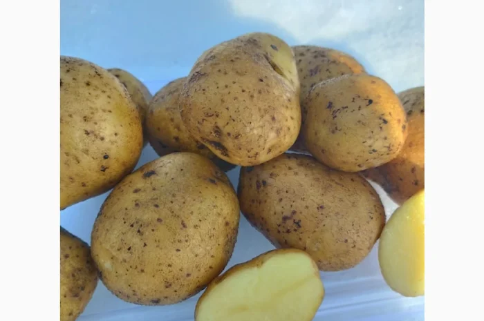 Семінний картопля Винета на продаж- фото № 2