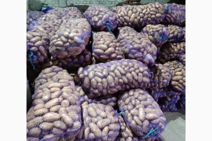 Продажа картофеля: белая роса, скарб, гранада- фото № 1