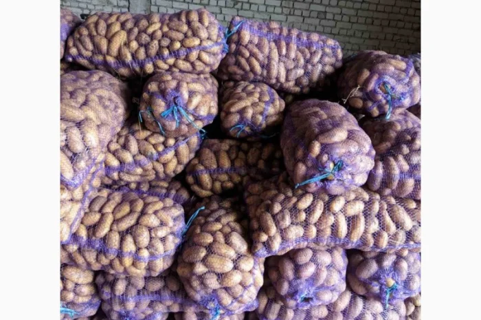 Продажа картофеля: белая роса, скарб, гранада- фото № 3