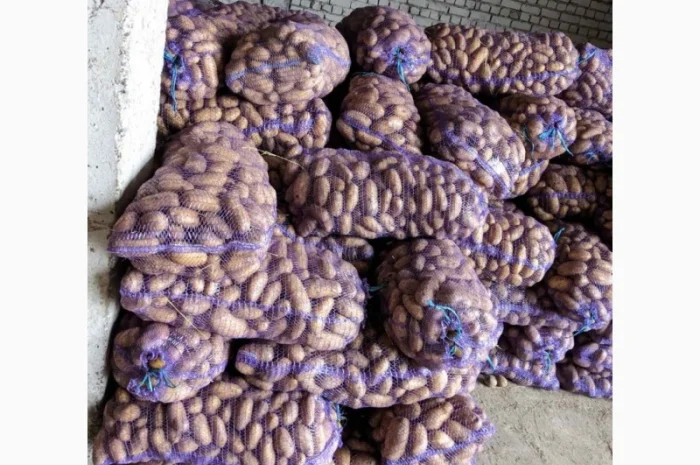 Продажа картофеля: белая роса, скарб, гранада- фото № 4