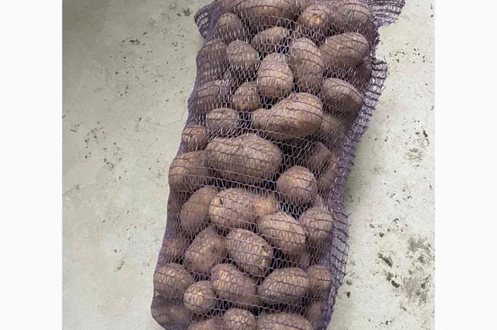 Картопля з дефектами на продаж- фото № 1