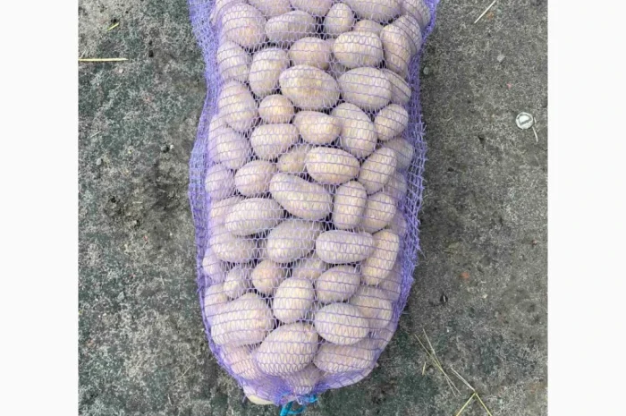 Куплю картоплю от одной тонны- фото № 2