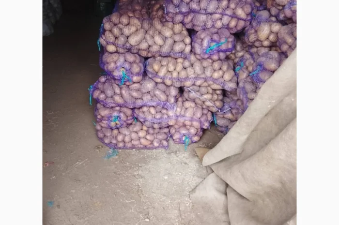 Куплю картоплю сортів Арізона і Белла Росса- фото № 1