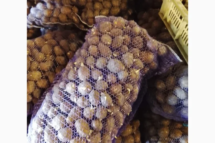 Продается посадочный картофель сорта Белла Росса- фото № 1