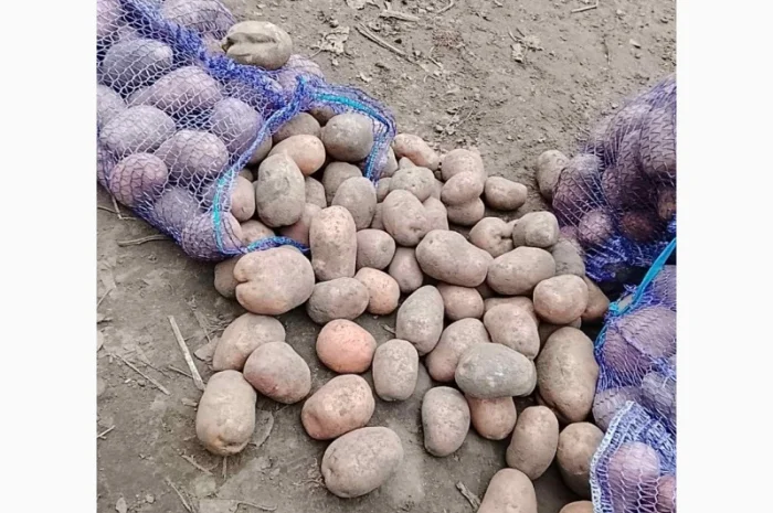 Куплю картоплю сортів Арізона і Белла Росса- фото № 2