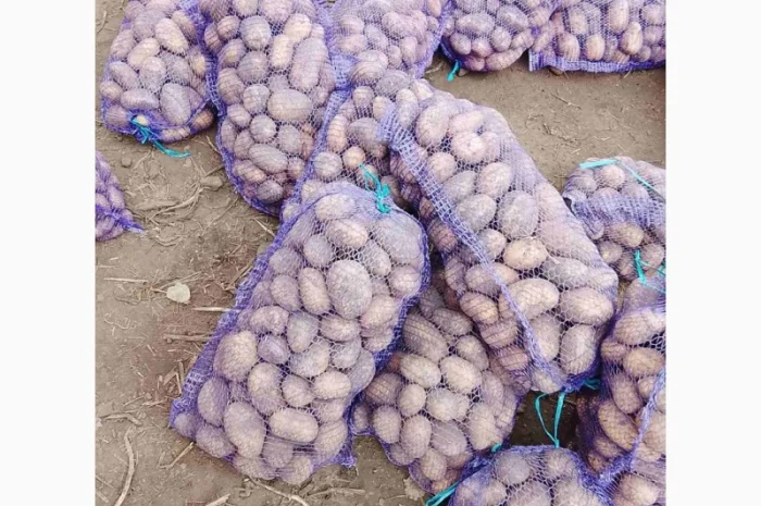 Куплю картоплю сортів Арізона і Белла Росса- фото № 3