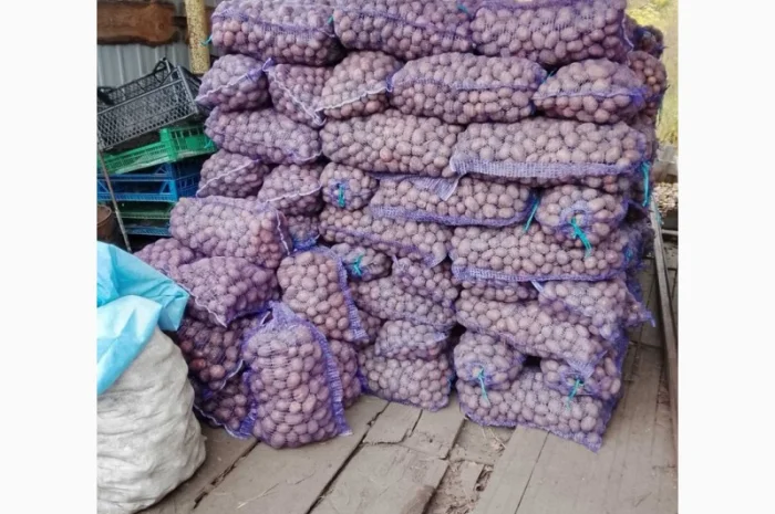 Куплю картоплю сортів Арізона і Белла Росса- фото № 4