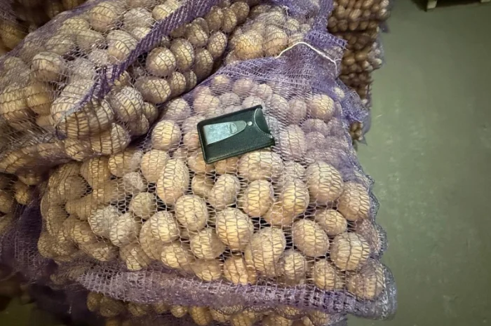 Продажа насинневой картошки сорта Констанс- фото № 1