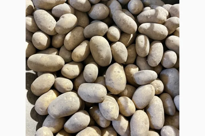 Купить картошку разных сортов- фото № 11