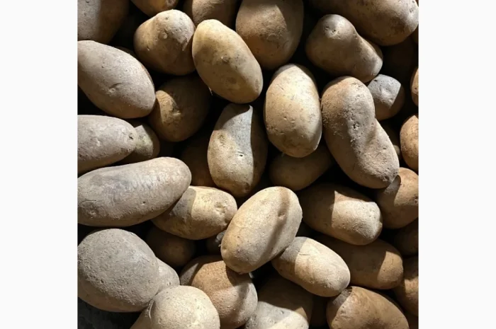 Купить картошку разных сортов- фото № 7