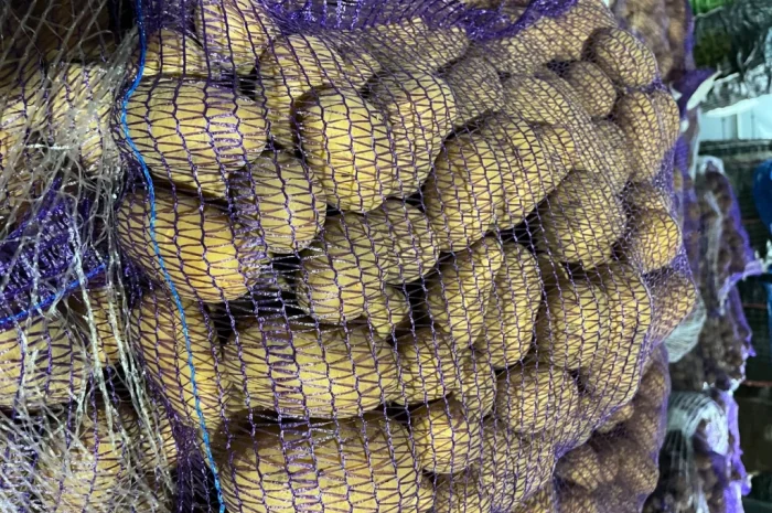 Купить картошку разных сортов- фото № 8