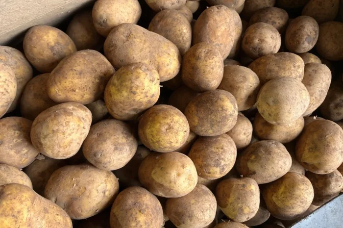 Купить картошку разных сортов- фото № 9