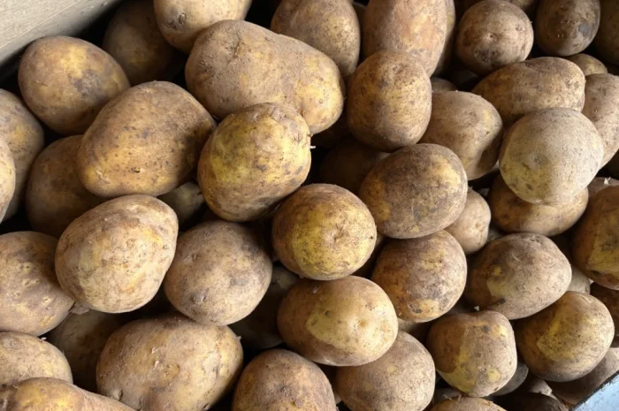 Продаю картошку различных видов- фото № 4