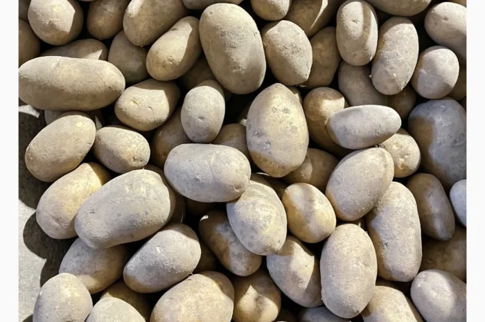 Продаю картошку различных видов- фото № 5