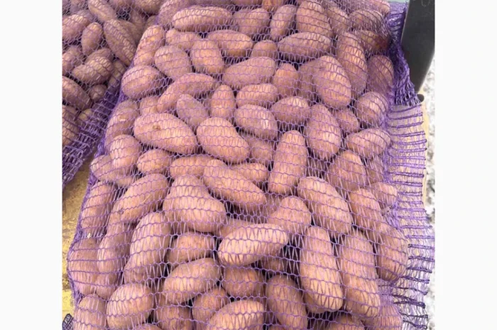 Продам картоплю Гранада оптом від 20 тонн- фото № 1