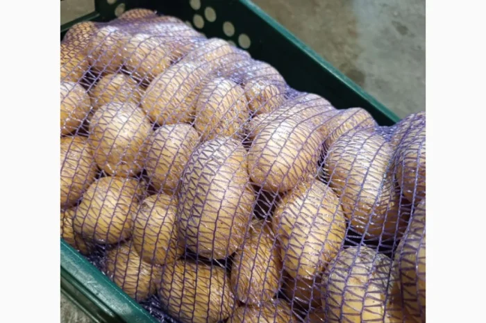 Продаж товарної мити картоплі оптом від 20 тонн- фото № 1