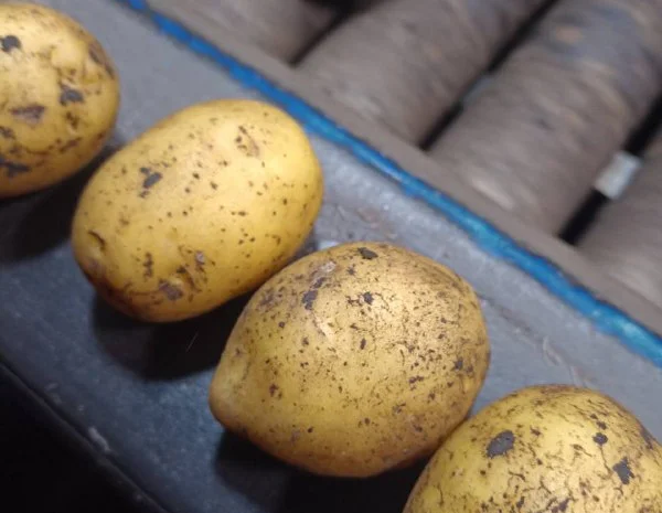 Посадкова картопля сорт Лілі на продаж- фото № 1