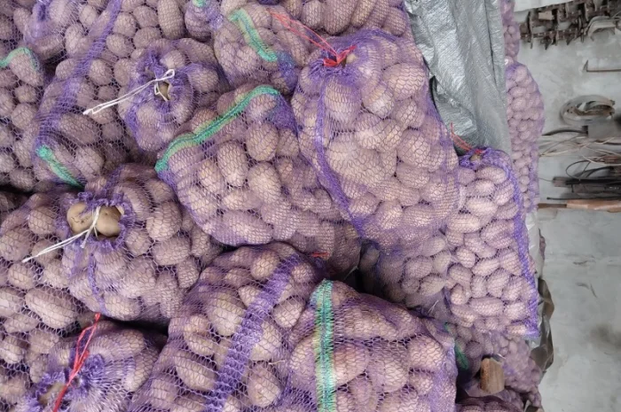 Картопля 20 тонн на продаж- фото № 1