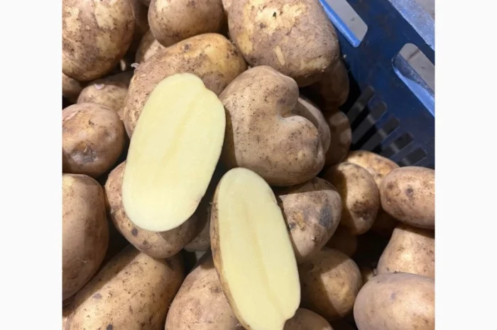 Продаж картоплі найвищої якості- фото № 2