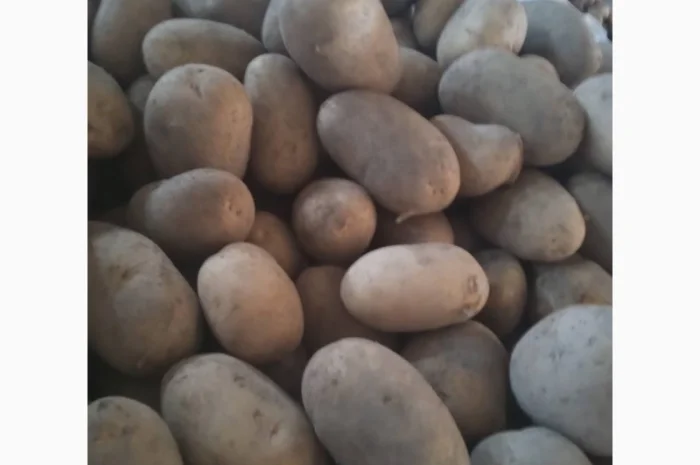 Продаж картоплі найвищої якості- фото № 6