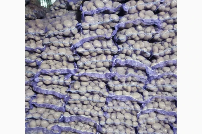 Куплю картоплю сорту Коннект оптом- фото № 1