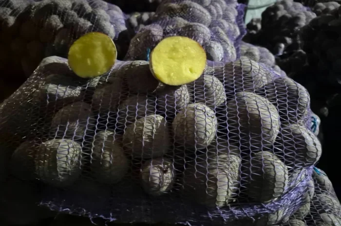 Продається товарна картопля Балтік Роуз і Беллароза- фото № 1