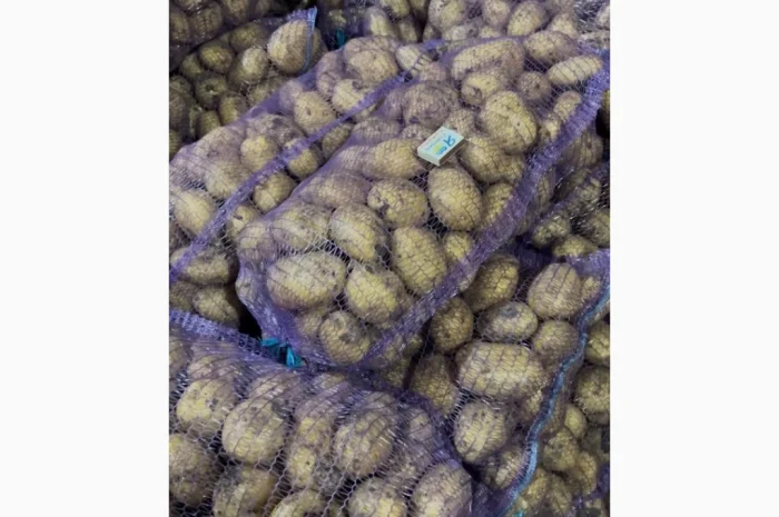 Картофель второго урожая на продажу- фото № 1