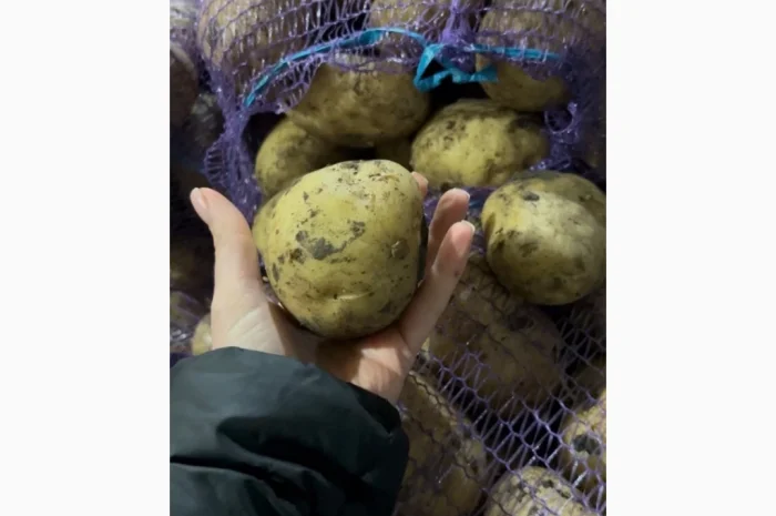 Картофель второго урожая на продажу- фото № 2