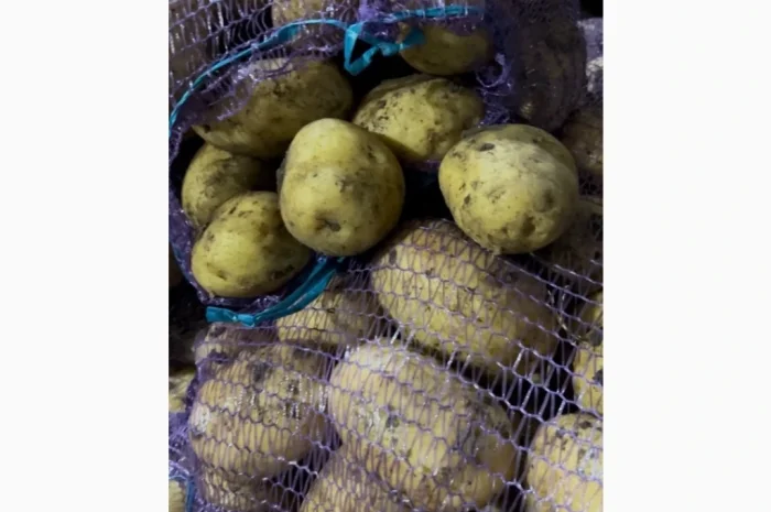 Картофель второго урожая на продажу- фото № 3