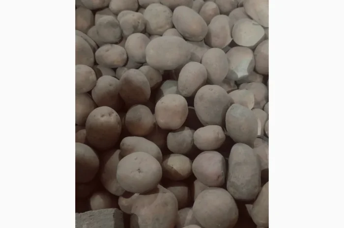 Продаю картоплю насіннєву сорту Беллароса- фото № 1