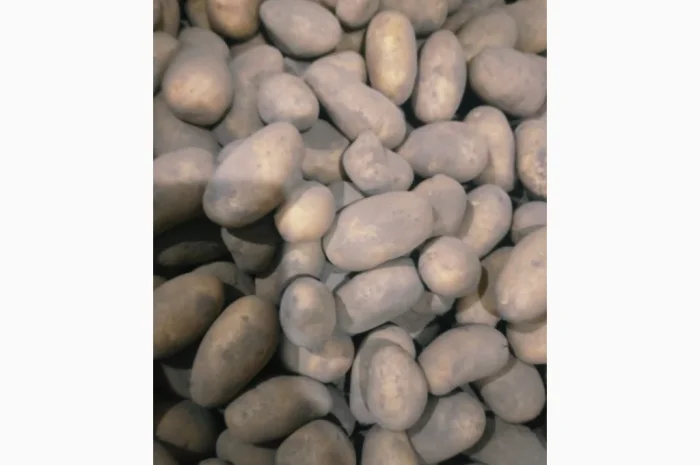 Куплю картоплю сорту Гранада- фото № 1