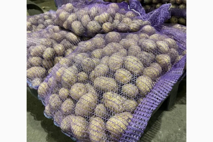 Продаж картоплі сорту Гала фракція 5-7- фото № 2