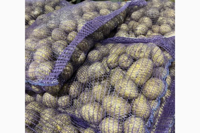 Продаж картоплі сорту Гала фракція 5-7- фото № 3